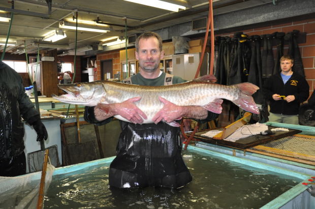 Netted walleye